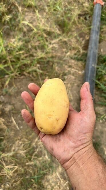 сливочное масло в баку: Toxumlug ve satis ucun kartof var Yalniz kamazla satilir az miqdarda — 2