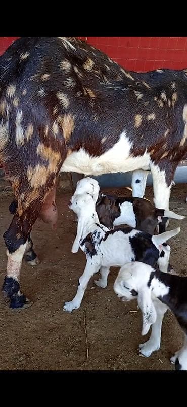 seki heyvan: Nümunəvi süd və çoxbalalılıq potensialı olan keçi və bala dəsti - — 8