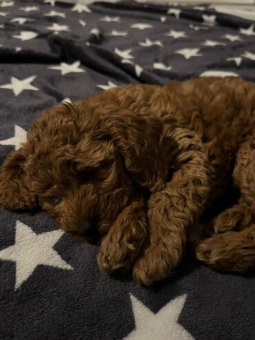 canavar dişi satılır: Pudel, 3 ay, Dişi, Peyvəndli, Ünvandan götürmə, Ödənişli çatdırılma — 2