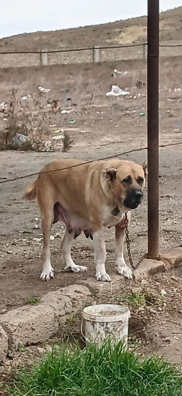 sərab çoban iti: Qurdbasar, 3 il, Dişi, Peyvəndli, Ödənişli çatdırılma — 2