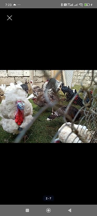 gilezi yumurta: Hinduşka yumurtası hind quşu Mayalı hinduşka yumurtası Bilgəh - — 4