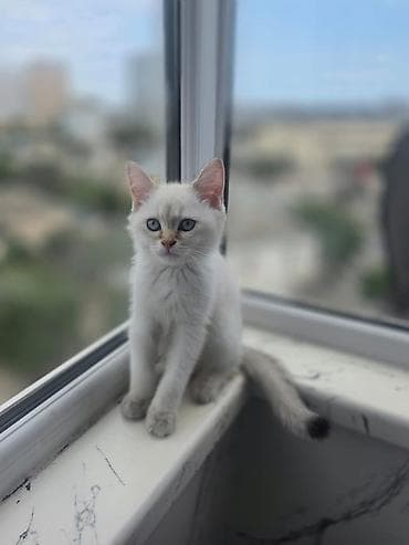 anqor pisik: Silver şınşıla — 5