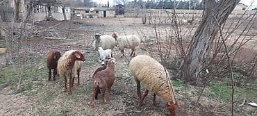 qoyun quyrugu: Tək tək satiş var.Yanı balalılar, 4 ana 4 bala.Razılaşma olacaq.Ciddi — 1