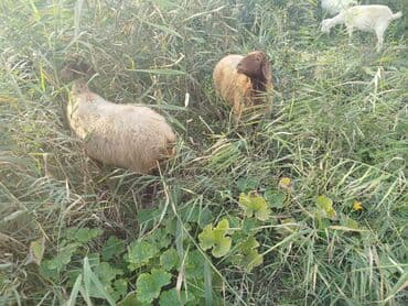 arpa toxumu satışı: Məhsul: Qoyun sürüsü 11 boğaz qoyun bir qoç 9bir qarın doğub 2si — 5