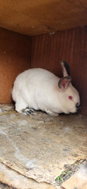 İtlər: Təmiz Kaliforniya Dovşanı 1 ədəd erkəy 1ədəd dişi Ünvan Novxanı — 2