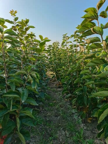 meyvə ağacı: Her sor tinglermiz movcuddur yerli və xarici sortlar var sortlara — 3