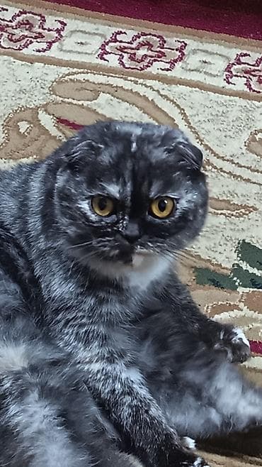 qold pişik: Şotland yastı qulaq, Dişi — 2