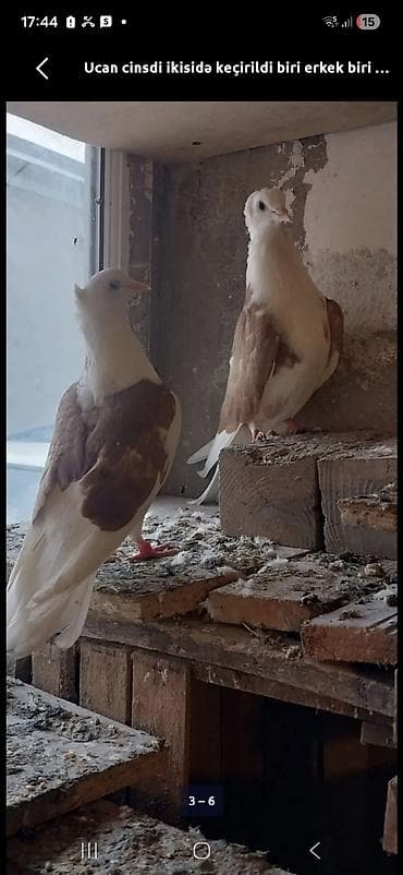 fireng quşu: Salam erkey heşterxan quşu maya bakı cinsi 1 cüt keven bala ve 1 cütde — 6