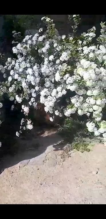 uzun: Ağ çiçəkli bəzək kolları – spirea (iyun gülü) fidanları - Bitki növü — 2