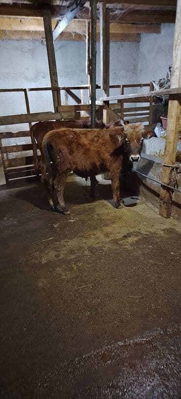 bmw 3 серия 325td at: Satılır erkək dana ünvan Novxani — 2