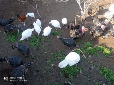 Dişi-20manat, Erkək-17 manat(kilosu).Hind toyuqları – fərqli rənglərdə