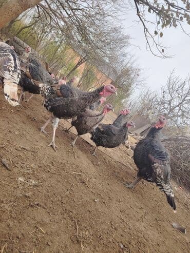 Salam aleykum Bu ilki hinduskalardir kentde yetisdirilib tebii — 7