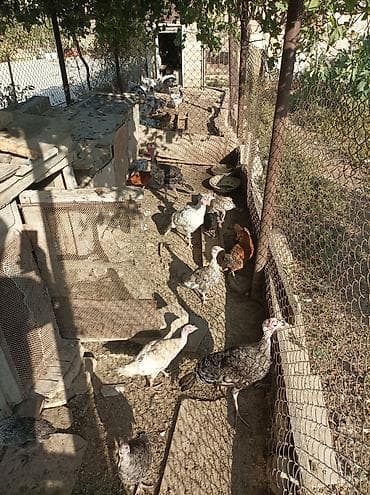 heyvanlar və balaları: Satılır ana hindusqalar 5 dene bala hindusqalar 12 dene cuceler 2 — 4