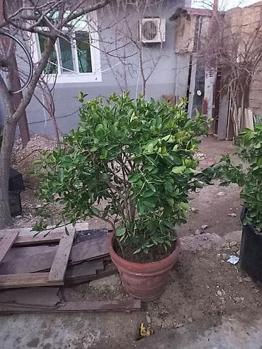 Heca (Pittosporum tobira) dekorativ koldar – iri qara plastik və