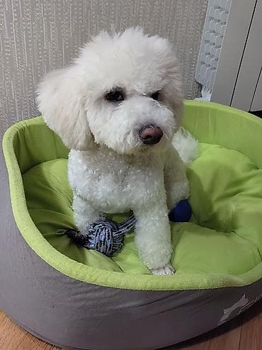 itlərin cütləşdirilməsi: Bişon Frize, 6 ay, Erkek — 8