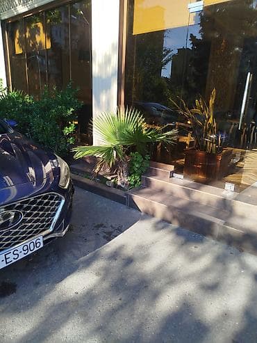 suvarma borusu: Satılır: Açıq məkan üçün dekorativ xurma palmaları - Növ: Fan palm — 1