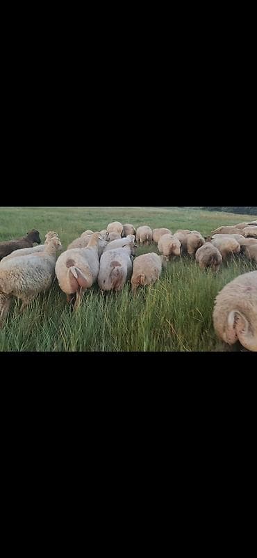 zvanok it cinsi: Dişi, il: 1, 50 kq, Damazlıq, Ünvandan götürmə — 9