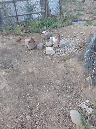 cex quşlar: Kom 35 m - Növ: Ev göyərçini (dekorativ/uçuş üçün uyğun) - Miqdarı — 2