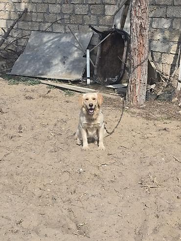 Digər heyvanlar: Retriever — 6