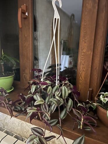 muellimler gunune aid sekiller: Her nov guler var endirimnen verecem Gencedi istiyen yazsin satiş — 49