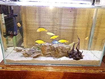6 ədəd sixlid flamingo 2 ədəd elektrik blue cixlid 1 ədəd Severum