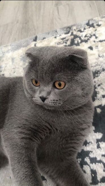 pişik daşıma çantası: Şotland, Erkək, Dişi, Yaxşı əllərə, Ödənişli çatdırılma — 4