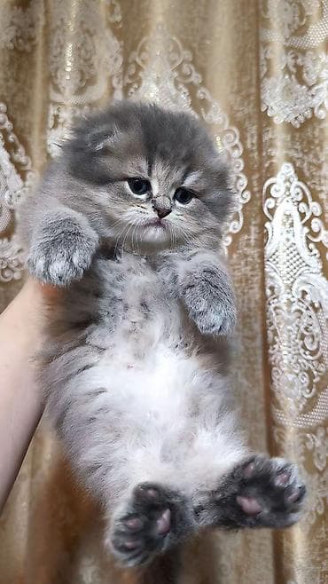 pisik sekileri: Tam sağlam və toppuş bala . Dişidir. qum tərbiyəsi var. Ana və ata — 2