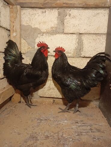 Козы, козлята: Курица, Australop, Для разведения, Самовывоз — 1