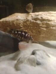 İtlər: Cixlid balığı, Yırtıcı — 2