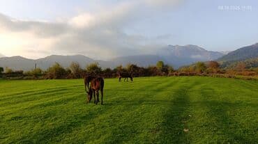 домик для большой собаки: Satış: Xüsusiyyətlər: - Rəng: tünd qəhvəyi (qaradonlu), uzun qara — 5