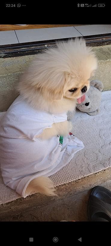 it sahiblendirilir: Pekines, 4 ay, Erkek, Peyvəndli, Ünvandan götürmə, Pulsuz çatdırılma, Ödənişli çatdırılma — 7