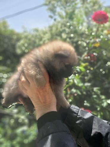 alman spitz: Şpitz, 2 ay, Dişi — 3