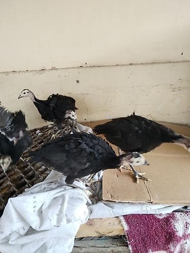 cins buzovlar: Hinduşka cücələri – qara lələklər, açıq rəngli baş və dimdik — 6