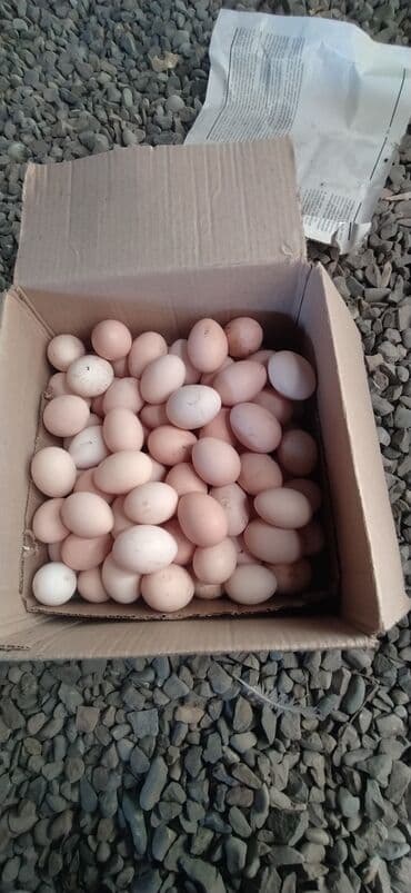 Tərəvəzlər: Məhsul: Kənd toyuğunun yumurtası Təsvir: - Həyət şəraitində, açıq — 4