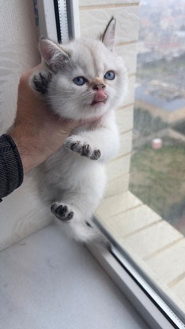 pisik şotlant: Şotland, Erkək — 3