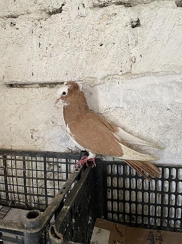 Erkekdır temız sarı Ag baş kekıllı lalafo.az -da Erkekdır temız sarı Ag baş kekıllı