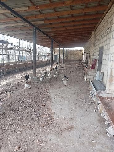 Qarajlar: Kənd təsərrüfatı — 4