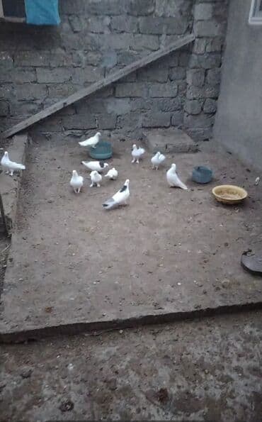 Satirir bidesi 10 manat cutu 20 manat desek ucaxan di