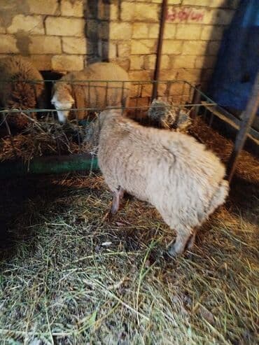 Ördəklər: Erkek heyvanlardir 55 kilo gelir diri cekisi 16manatdan verilir. elaqe — 1