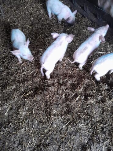 pomeran şpits satılır: 1 ana 6 bala real alici narahat elesin — 2