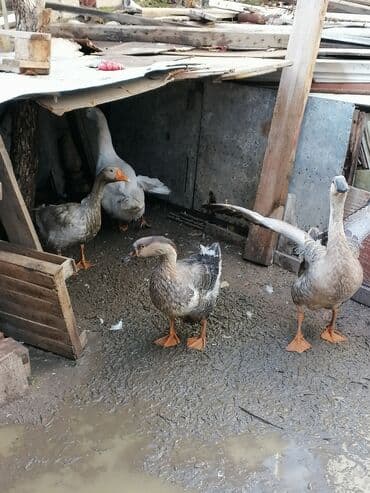 Gəmiricilər: Qazlar satilir. Biri 50 azn. 4 ededi. Real alici olsa cuzi endirim — 2