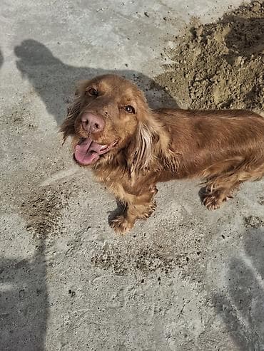 pidbul itler: Koker spaniyel — 2