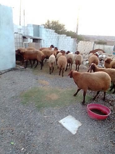 ucuz colpalar: 27 baş kom heyvan satılır istəyən olsa yazsın videosunu atım baxın — 7