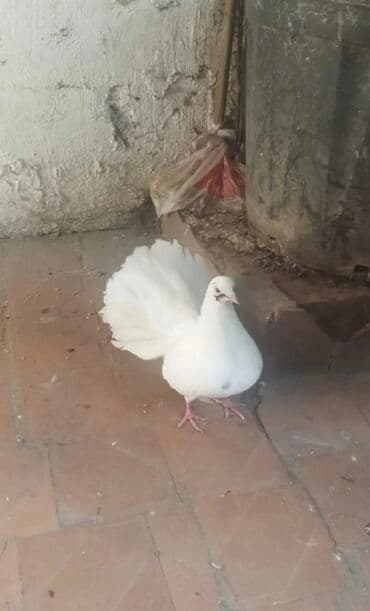 amerika devequsu haqqinda melumat: Salam pavilin satilir Rasiya sortudu,icinde birdene maya are Alman — 4