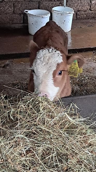 simental inekler satilir: Dişi, Simental, il: 3, 450 kq — 8