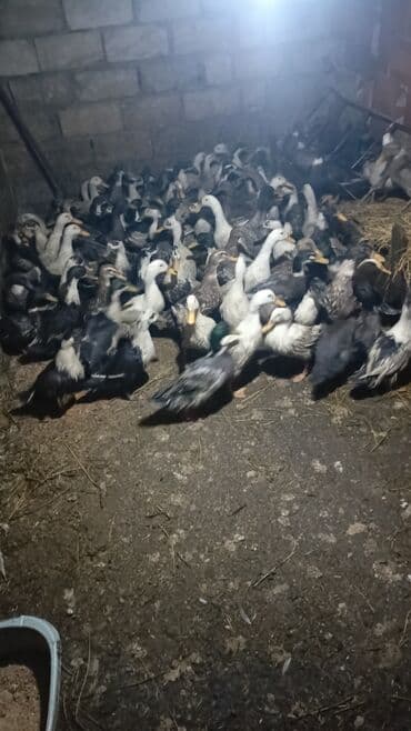 ağ ördək: Erkək, Damazlıq — 3