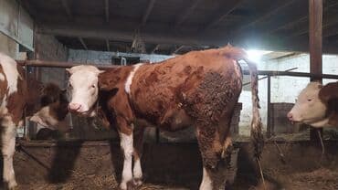 smental inekler: Самка, Simental, лет: 1, 300 кг, Для молока, Самовывоз — 4