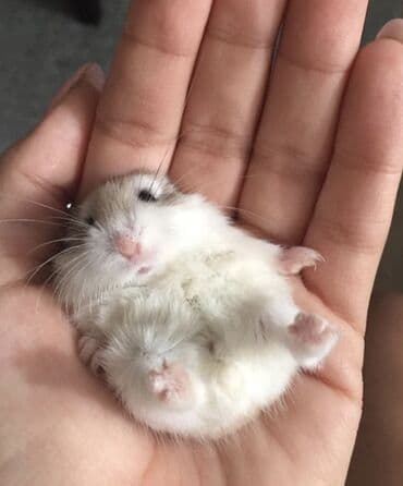 енот в баку купить: Hamster cunqarik kiçik ölçülü, ağ, boz və qəhvəyi rənglərdə olan tüklü — 3
