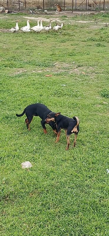 ov iti satilir: Miniatür pinçer, 7 ay, Erkek — 7