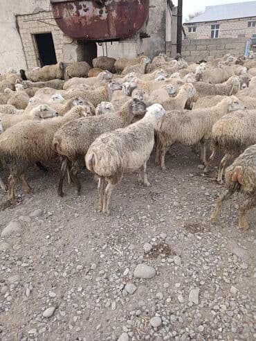 Qoyun sürüsü satılır.250 bas qaradolaq sortu.yarisinan coxu